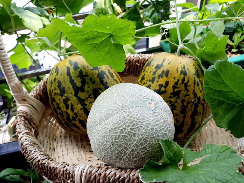 Khu vườn đủ loại rau của mẹ đảm ở Long Biên với hạt giống 0 đồng, ủ phân bón từ rác nhà bếp-26