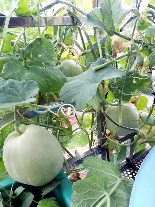 Khu vườn đủ loại rau của mẹ đảm ở Long Biên với hạt giống 0 đồng, ủ phân bón từ rác nhà bếp-27