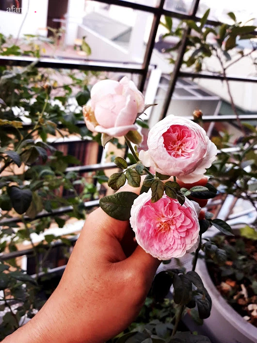 Khu vườn đủ loại rau của mẹ đảm ở Long Biên với hạt giống 0 đồng, ủ phân bón từ rác nhà bếp-28