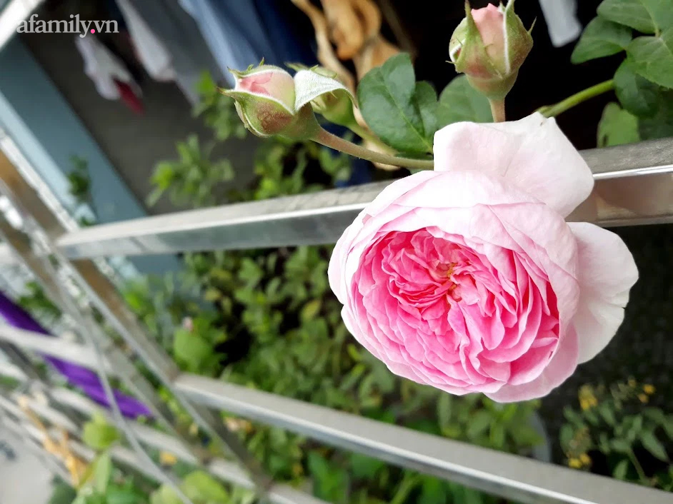 Khu vườn đủ loại rau của mẹ đảm ở Long Biên với hạt giống 0 đồng, ủ phân bón từ rác nhà bếp-30