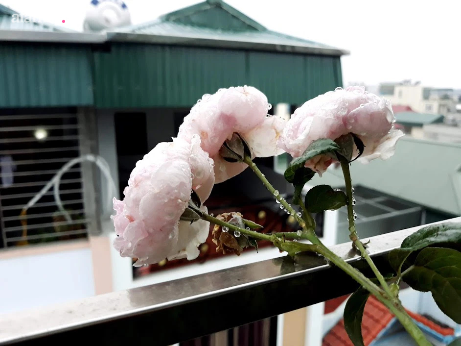 Khu vườn đủ loại rau của mẹ đảm ở Long Biên với hạt giống 0 đồng, ủ phân bón từ rác nhà bếp-31