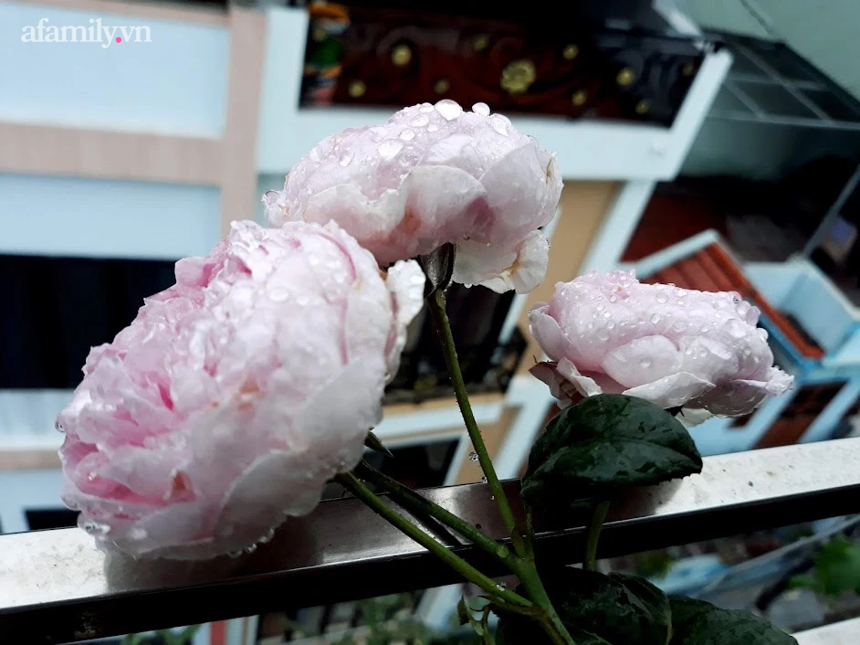 Khu vườn đủ loại rau của mẹ đảm ở Long Biên với hạt giống 0 đồng, ủ phân bón từ rác nhà bếp-33