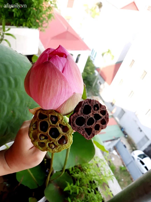 Khu vườn đủ loại rau của mẹ đảm ở Long Biên với hạt giống 0 đồng, ủ phân bón từ rác nhà bếp-34