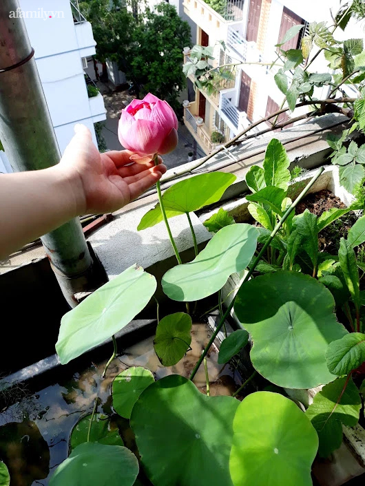 Khu vườn đủ loại rau của mẹ đảm ở Long Biên với hạt giống 0 đồng, ủ phân bón từ rác nhà bếp-35