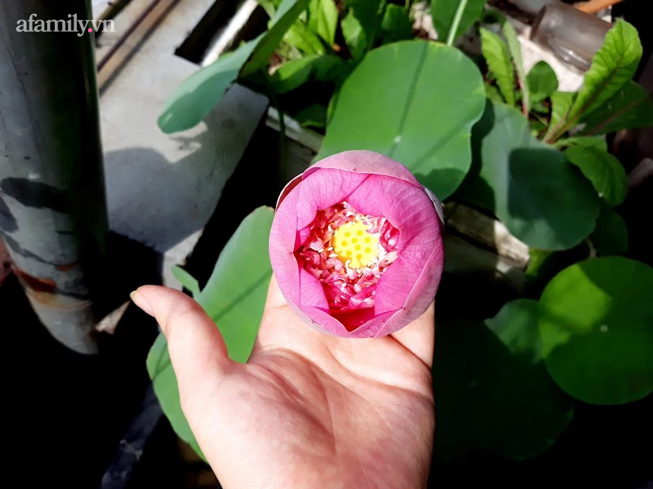 Khu vườn đủ loại rau của mẹ đảm ở Long Biên với hạt giống 0 đồng, ủ phân bón từ rác nhà bếp-36