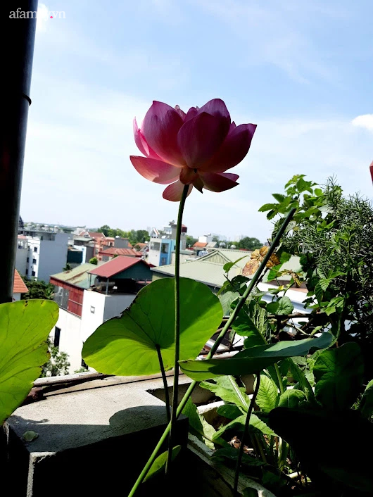 Khu vườn đủ loại rau của mẹ đảm ở Long Biên với hạt giống 0 đồng, ủ phân bón từ rác nhà bếp-38