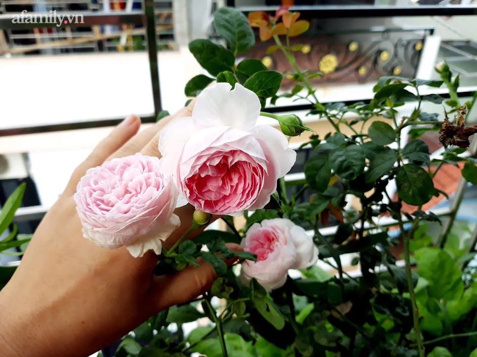 Khu vườn đủ loại rau của mẹ đảm ở Long Biên với hạt giống 0 đồng, ủ phân bón từ rác nhà bếp-39