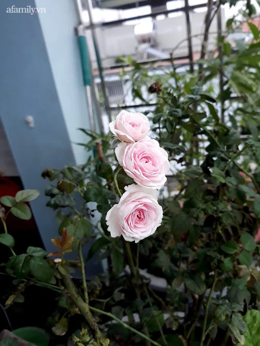 Khu vườn đủ loại rau của mẹ đảm ở Long Biên với hạt giống 0 đồng, ủ phân bón từ rác nhà bếp-40