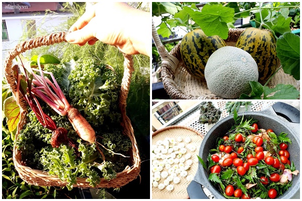 Dỡ nóc nhà làm vườn, mẹ Hải Phòng được 50m2 rau xanh cả gia đình ăn không xuể-8