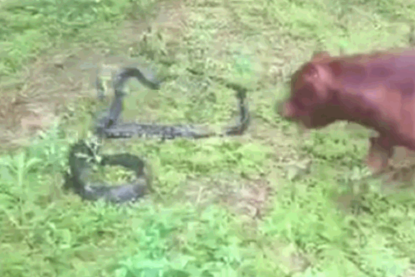 Clip: Sốc cảnh 3 con rắn hổ mang cùng xuất hiện trên một thân cây-1