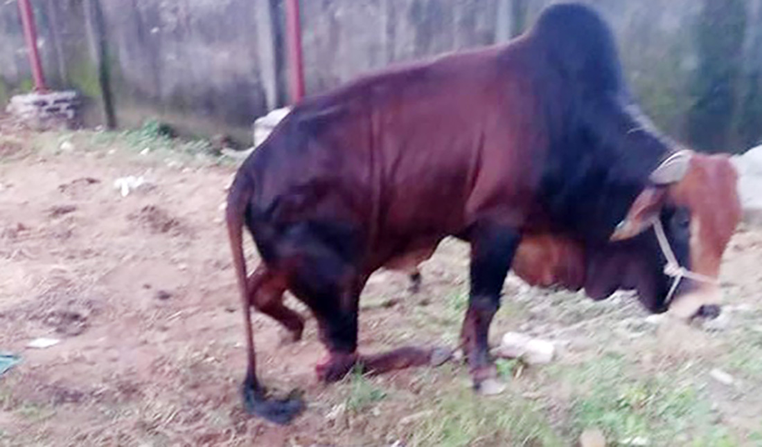 Đàn bò hàng trăm triệu đồng bị kẻ gian chém đứt chân ở Nghệ An-1