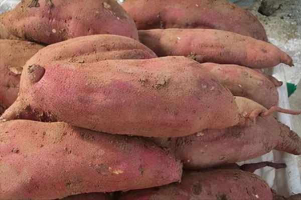 Khoai lang là vua chống ung thư nhưng đừng dại ăn theo 5 cách này vì có thể sinh độc, hại thân, rước thêm bệnh-4