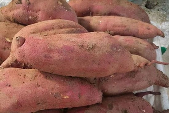 Khoai lang còn được chia thành đực và cái? 'Khoai lang đực' có ngọt hơn không? Nhớ '3 không mua' để chọn được những củ ngon ngọt