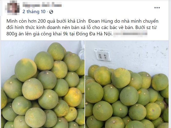 Bưởi được bán với giá 9.000 đồng/quả khiến chị em mua vài chục quả 1 lần ăn không chán-2