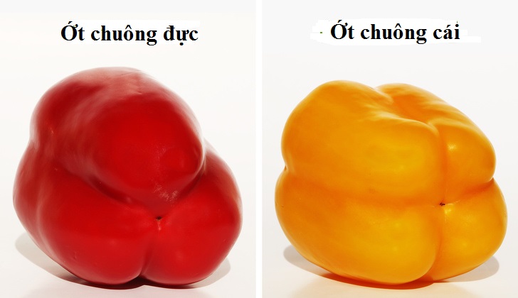 Mẹo chọn ớt chuông cực hay: Đảm bảo mua được toàn quả ngọt, ăn sống cũng không bị hăng!-1