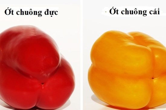Mẹo chọn ớt chuông cực hay: Đảm bảo mua được toàn quả ngọt, ăn sống cũng không bị hăng!