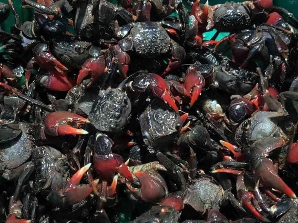 Cáy mật chân đỏ vị ngọt thơm như cua đồng chị em thi nhau mua về vừa nấu canh vừa làm mắm-1