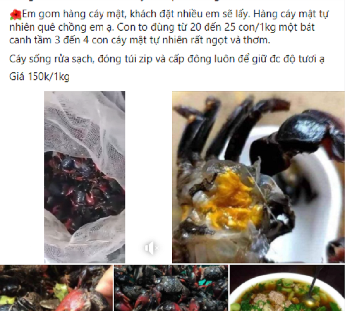 Cáy mật chân đỏ vị ngọt thơm như cua đồng chị em thi nhau mua về vừa nấu canh vừa làm mắm-3