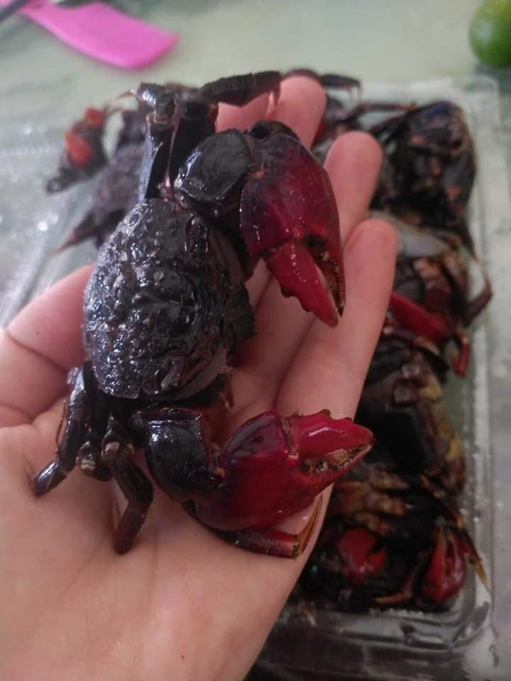 Cáy mật chân đỏ vị ngọt thơm như cua đồng chị em thi nhau mua về vừa nấu canh vừa làm mắm-2