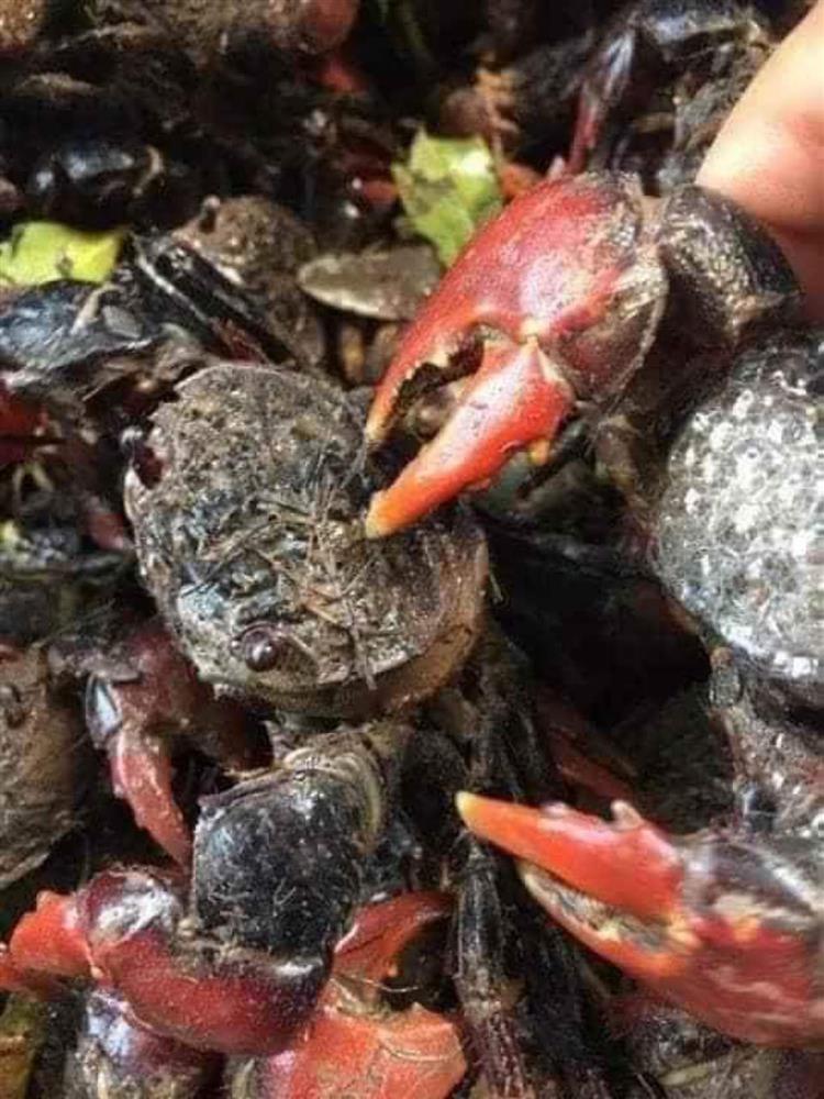 Cáy mật chân đỏ vị ngọt thơm như cua đồng chị em thi nhau mua về vừa nấu canh vừa làm mắm-4