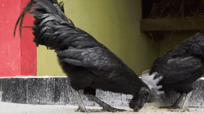 Kỳ lạ loài hắc kê đen từ máu hiếm có khó tìm-3