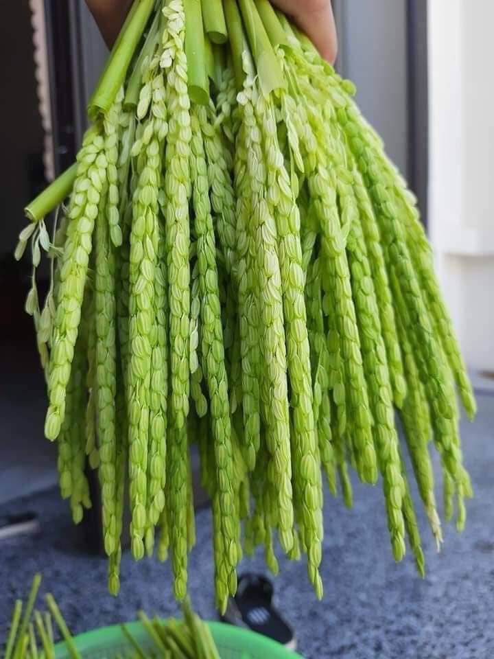 Rượu đòng đòng lúa nếp thơm ngon đẹp mắt, chị em nô nức đặt mua cho chồng uống Tết-2