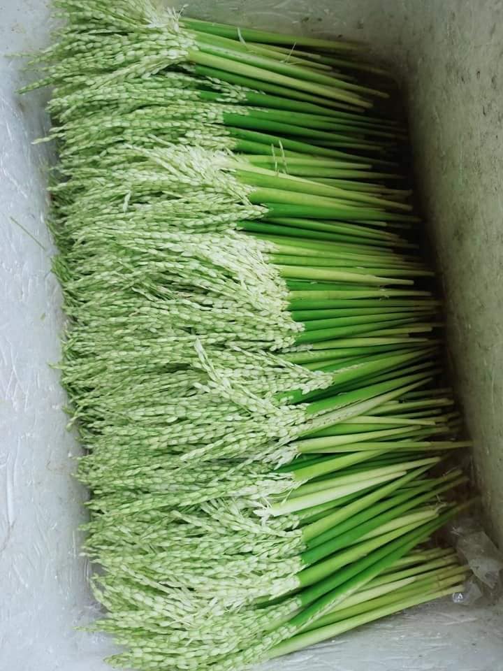 Rượu đòng đòng lúa nếp thơm ngon đẹp mắt, chị em nô nức đặt mua cho chồng uống Tết-3