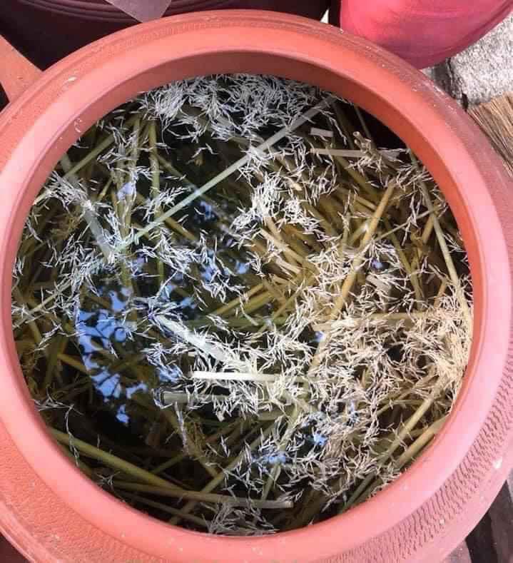 Rượu đòng đòng lúa nếp thơm ngon đẹp mắt, chị em nô nức đặt mua cho chồng uống Tết-5