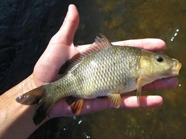 Đây là 3 loại cá bẩn nhất chợ, bị người bán hàng liệt vào danh sách đen, người mua nên cân nhắc kỹ trước khi mang về nhà ăn-3