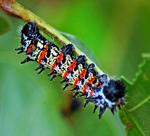 Loài sâu bướm nhìn nổi da gà bổ béo gì mà đắt hơn tôm hùm?-2