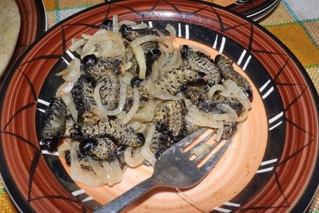 Loài sâu bướm nhìn nổi da gà bổ béo gì mà đắt hơn tôm hùm?-8