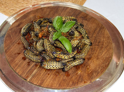 Loài sâu bướm nhìn nổi da gà bổ béo gì mà đắt hơn tôm hùm?-9