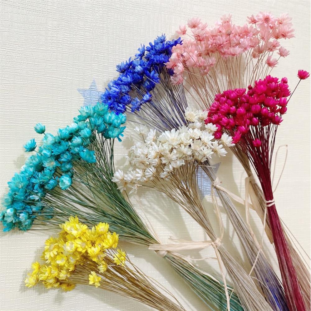 Cúc Glixia đẹp tinh khôi khiến chị em nao lòng, thi nhau lùng mua làm cháy chợ mạng-2