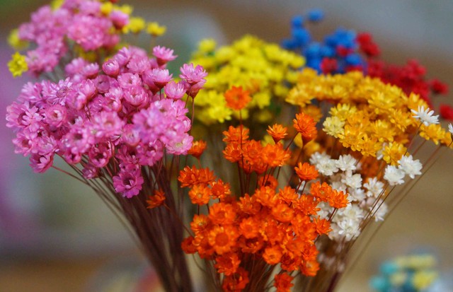 Cúc Glixia đẹp tinh khôi khiến chị em nao lòng, thi nhau lùng mua làm cháy chợ mạng-3