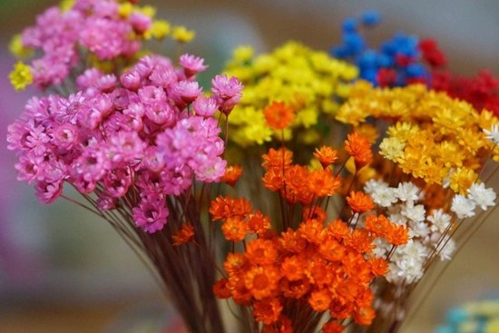 Cúc Glixia đẹp tinh khôi khiến chị em nao lòng, thi nhau lùng mua làm