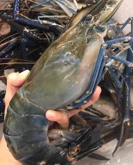 Tôm càng xanh cỡ đại rẻ khó tin, khách mua ngán ngẩm lắc đầu-2