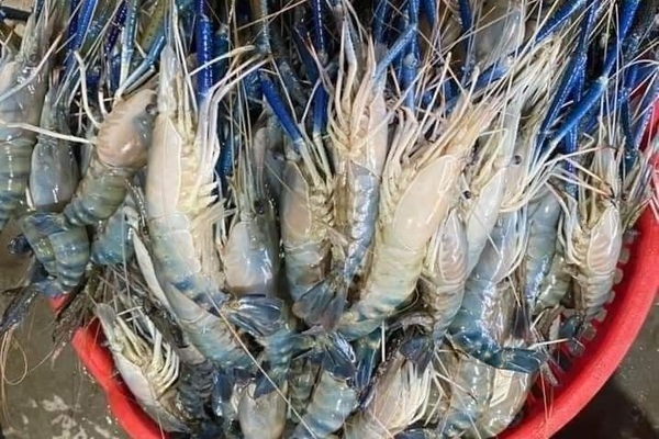Tôm càng xanh cỡ đại rẻ khó tin, khách mua ngán ngẩm lắc đầu-1