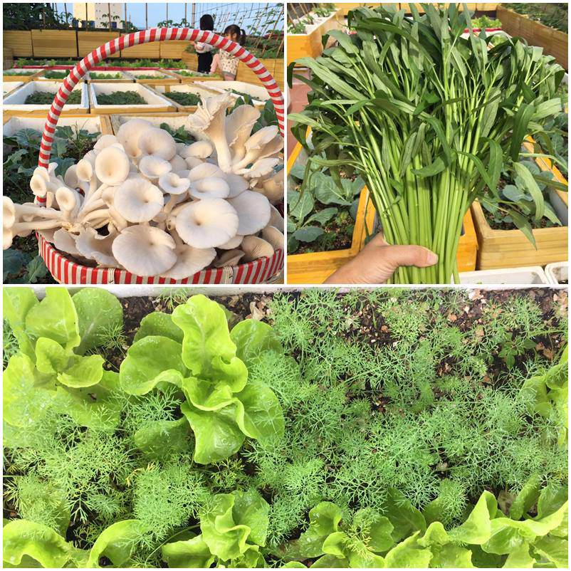 Dỡ nóc nhà làm vườn, mẹ Hải Phòng được 50m2 rau xanh cả gia đình ăn không xuể-6