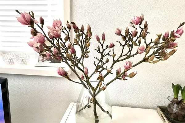 Hoa quý tộc uống nắng, ngậm sương chờ ngày khoe sắc xuân-8