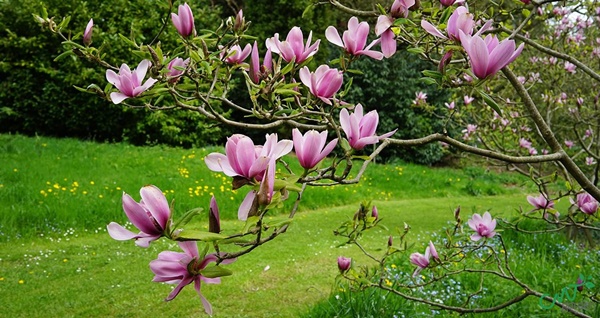 Mộc lan lộng lẫy, quý phái, giá từ 150k/bó được chị em ráo riết săn lùng-1