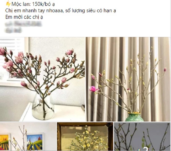 Mộc lan lộng lẫy, quý phái, giá từ 150k/bó được chị em ráo riết săn lùng-5