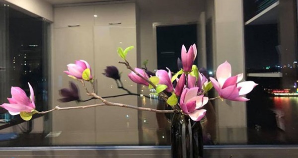 Mộc lan lộng lẫy, quý phái, giá từ 150k/bó được chị em ráo riết săn lùng-7