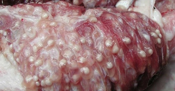 Khi đi mua thịt lợn cần tránh 7 loại bẩn nhất chợ này, ngay cả người bán cũng sợ chẳng bao giờ dám ăn-5
