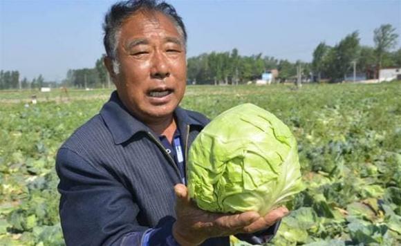 Nhớ đừng rửa bắp cải bằng nước, nó tương đương với uống thuốc trừ sâu, dạy bạn đúng cách, hết bẩn-1