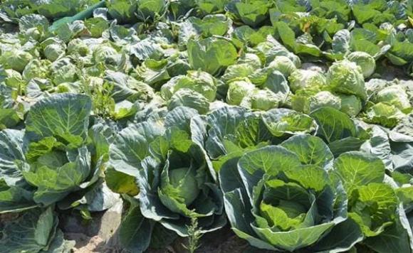 Nhớ đừng rửa bắp cải bằng nước, nó tương đương với uống thuốc trừ sâu, dạy bạn đúng cách, hết bẩn-2