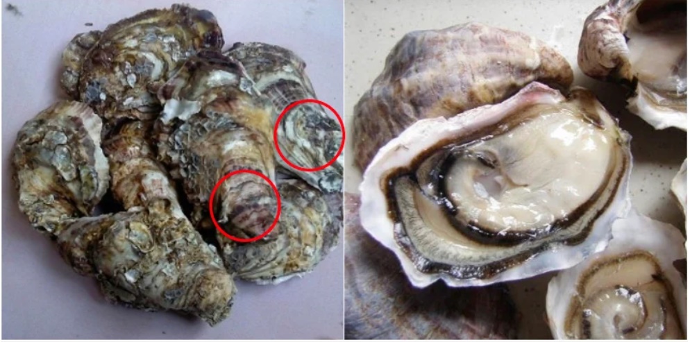 Chọn mua hàu sống tươi ngon, béo ngậy cứ nhắm vào điểm này mới là chuẩn nhất-1