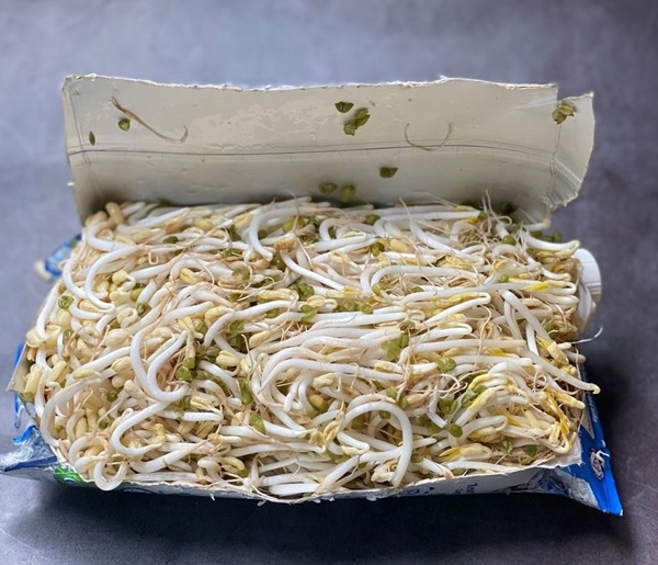 Hướng dẫn công thức đơn giản tự làm giá đỗ sạch tại nhà bằng vỏ hộp sữa-4