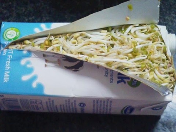 Hướng dẫn công thức đơn giản tự làm giá đỗ sạch tại nhà bằng vỏ hộp sữa-3