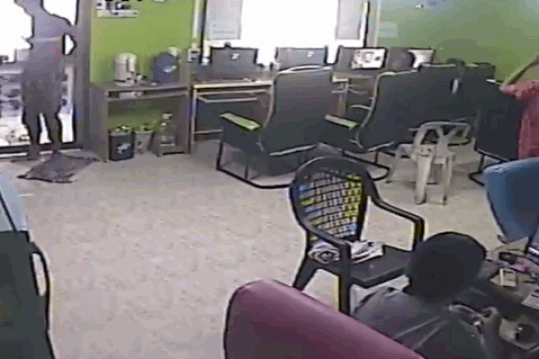 Thằn lằn hoang khổng lồ xông vào văn phòng, nữ nhân viên hoảng sợ la hét-1