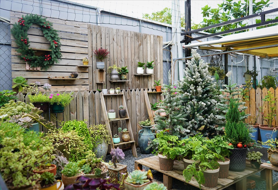 Bản sao cây thông thật chỉ 150.000 đồng đắt khách mùa Giáng sinh 2021-1